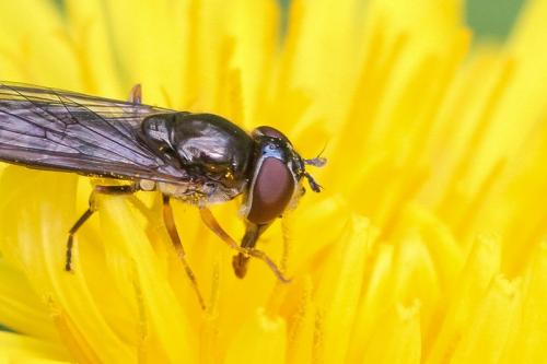 Réf. 219 366 : Platycheirus sp.